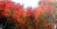 天ヶ瀬の紅葉